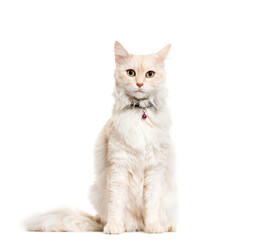 Fototapeta premium Sitting Angora Cat wearing a cat bell, collar, cut out