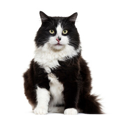 Mixed-breed cat sitting, cut out