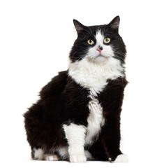 Mixed-breed cat sitting, cut out