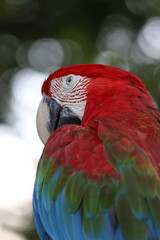 Close up the red macaw parrot bird in garden