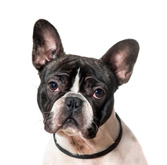 Close-up of up French bulldog dog, cut out