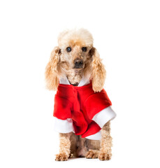 Sitting Poodle dog wearing a santa claus dog coat, cut out