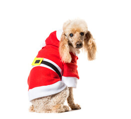 Sitting Poodle dog wearing a santa claus dog coat, cut out
