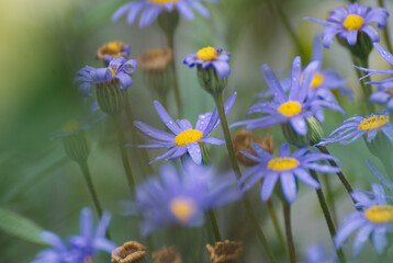 Pretty blue Aster flower in the garden - 672283693