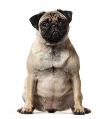 Obraz premium Sitting Beige Pug Dog looking at the camera isolated on white