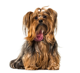 Sitting Yorkshire Terrier Dog isolated on white