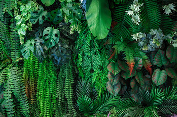 closeup mix green leaf background.tropical nature leaf concept