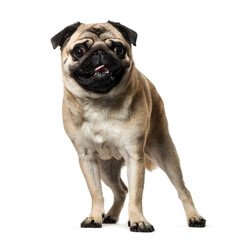 Obraz premium Standing Beige Pug Dog looking at the camera isolated on white