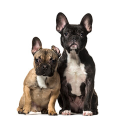 Fototapeta premium Two sitting French bulldog dogs, cut out