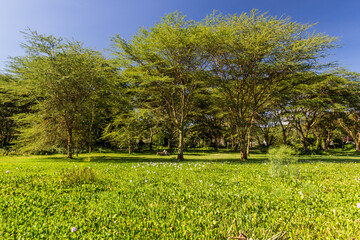 Marches at the coast of Naivasha lake, Kenya