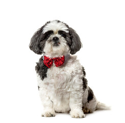 Cute sitting Shih Tzu Dog wearing a bow tie, cut out