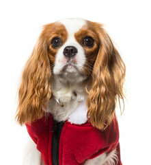 Close-up of a Cavalier King Charles Spaniel Dog wearing a red dog coat, cut out