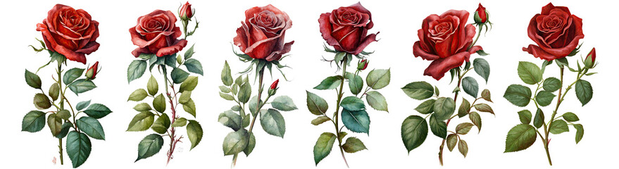 Set of watercolor clip art red rose cut out transparent isolated on white background ,PNG file - obrazy, fototapety, plakaty