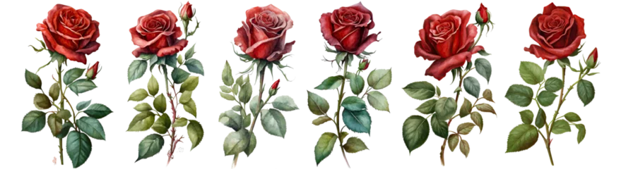 Poster Set of watercolor clip art red rose cut out transparent isolated on white background ,PNG file © HappyTime 17