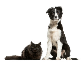 Sitting Border Collie dog and a cat lying down, cut out