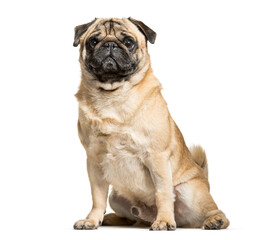 Sitting Beige Pug Dog looking at the camera isolated on white