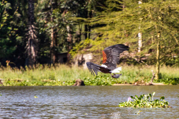 African Fish Eagle (Haliaeetus vocifer) hunting for fish on Naivasha lake, Kenya