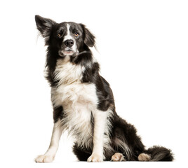 Black and white Border collie Dog sitting in front of the camera, cut out