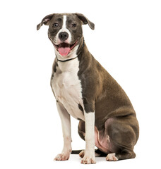 American Staffordshire Terrier dog sitting and panting, cut out