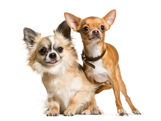 Two Chihuahua Dogs sitting together, cut out