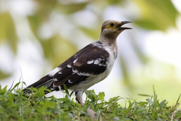 Black-collared starling with its beak open, perched on the grass