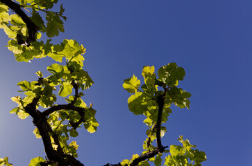 New, light green vine leaves against the sun and blue skies.