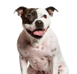 Close-up of a mixed-breed Dog panting, cut out
