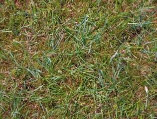 Green grass background, summer lawn field close view