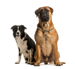 Two dogs sitting together, cut out