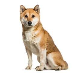 Sitting Shiba Inu Dog, cut out