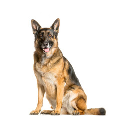 sitting German Shepherd Dog panting, cut out
