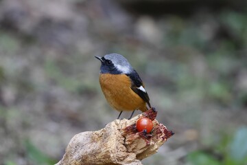 Vibrant Daurian redstart bird perched on a branch