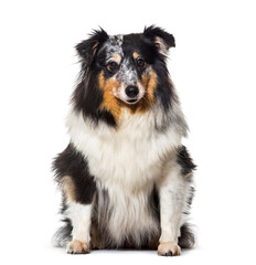 Cute Sitting Sheltie Dog, cut out