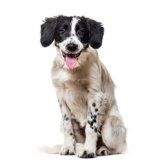 Sitting Mixed-breed Dog panting, cut out