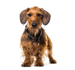 Standing Dachshund Dog, cut out