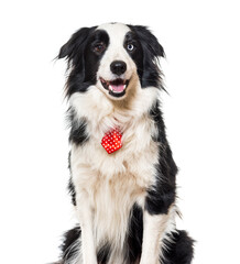 Close-up of a panting Border Collie Dog, cut out