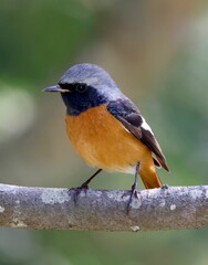 a Daurian redstart perched on a piece of wood with fruit in it