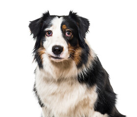 Close-up of a Border Collie Dog, cut out