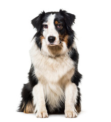 Black and white Border collie Dog sitting in front of the camera, cut out