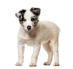 Puppy Border collie Dog, cut out