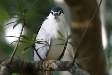 a white and blue bird sitting on top of a tree branch