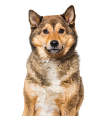 Shiba inu, Dog, pet, studio photography, cut out