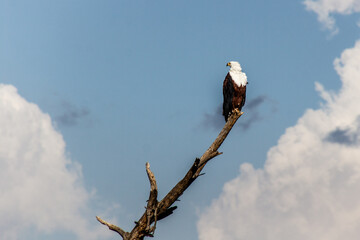 African Fish Eagle (Haliaeetus vocifer) near Naivasha lake, Kenya
