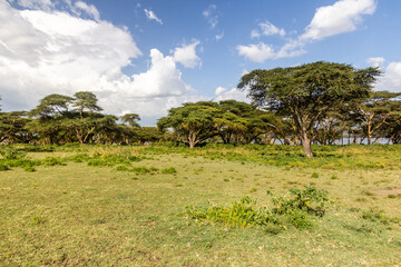 Landscape of Crescent Island Game Sanctuary on Naivasha lake, Kenya