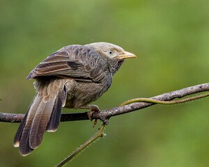 Closeup of a Jungle babbler perched on a tree branch in a field with a blurry background