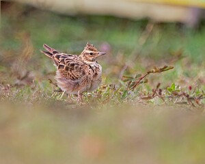 Selective focus of a Eurasian skylark perched on the ground with a blurry background