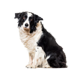 Border Collie dog sitting, cut out