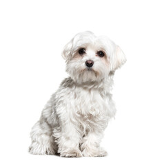 Maltese dog sitting, cut out