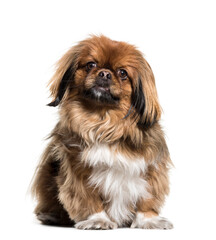 Pekingese, Dog, pet, studio photography, cut out