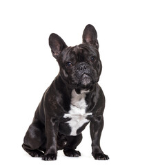 Sitting French bulldog dog, cut out